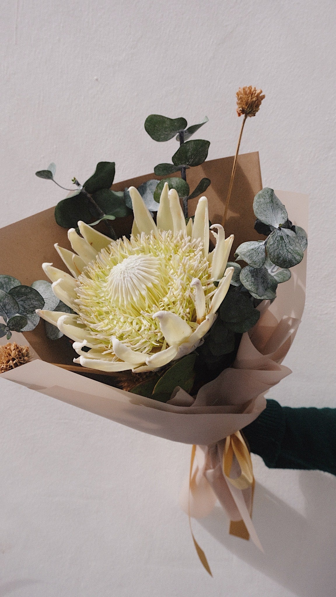 Ramo Protea