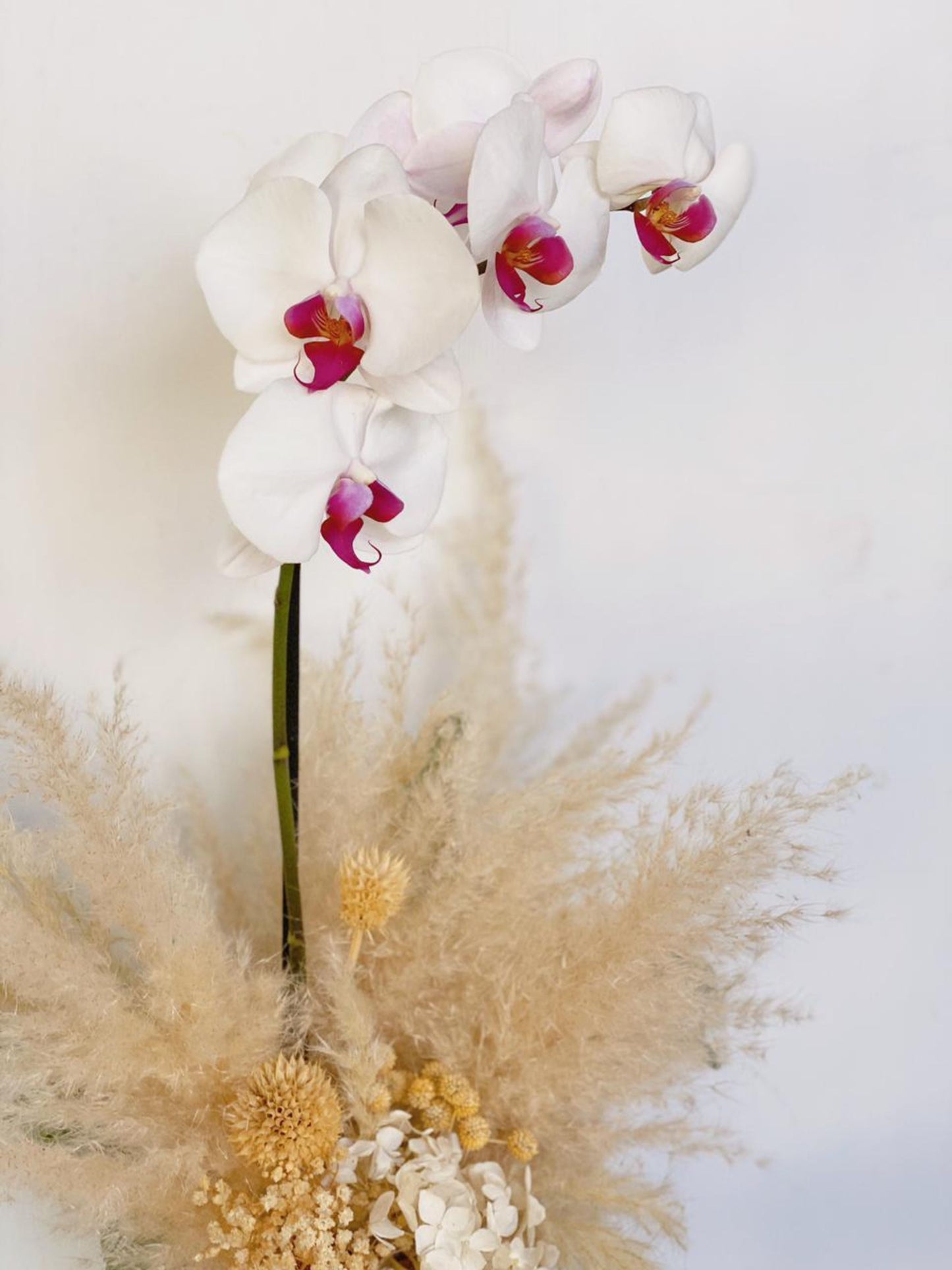 Petite Orquidea + Pampas