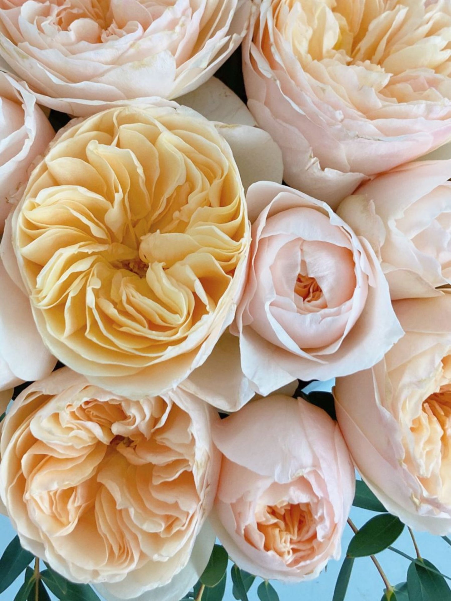 Cilindro Corto 25 rosas Inglesas
