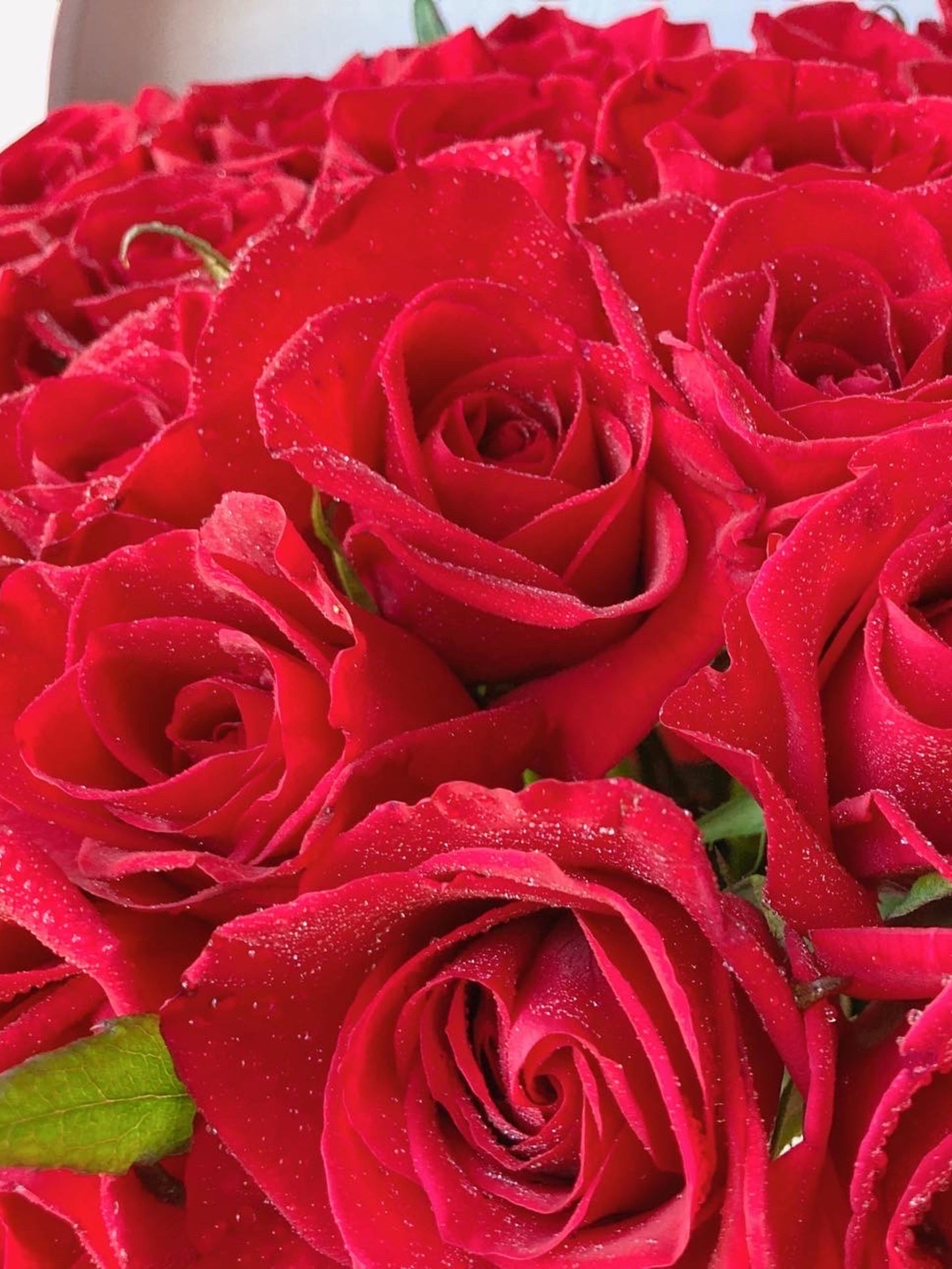 Deluxe 100 rosas