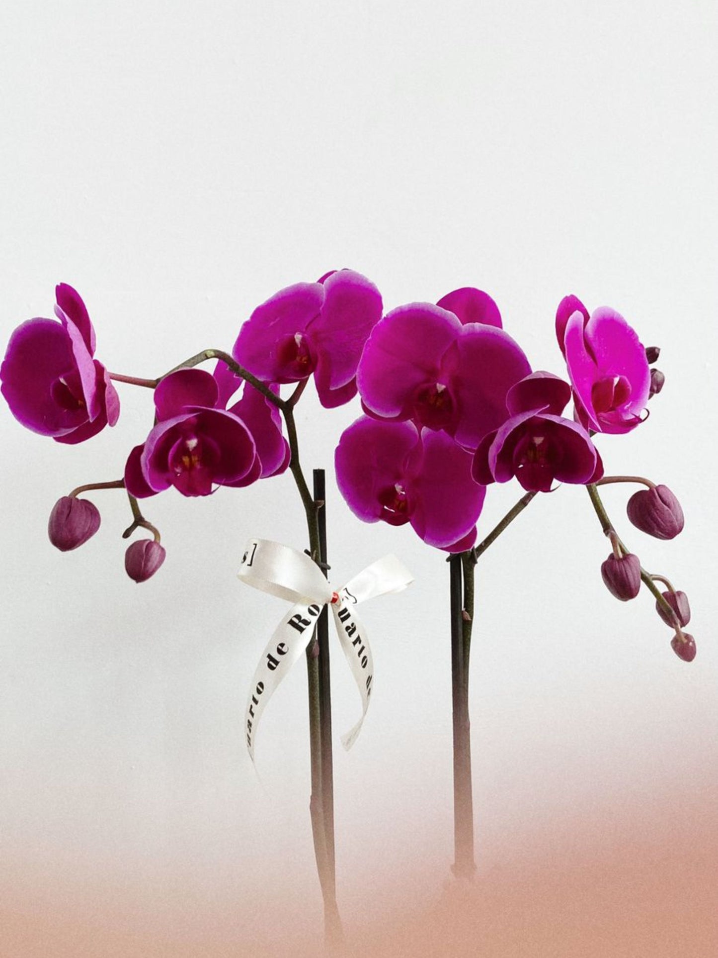 Minibox Orquidea