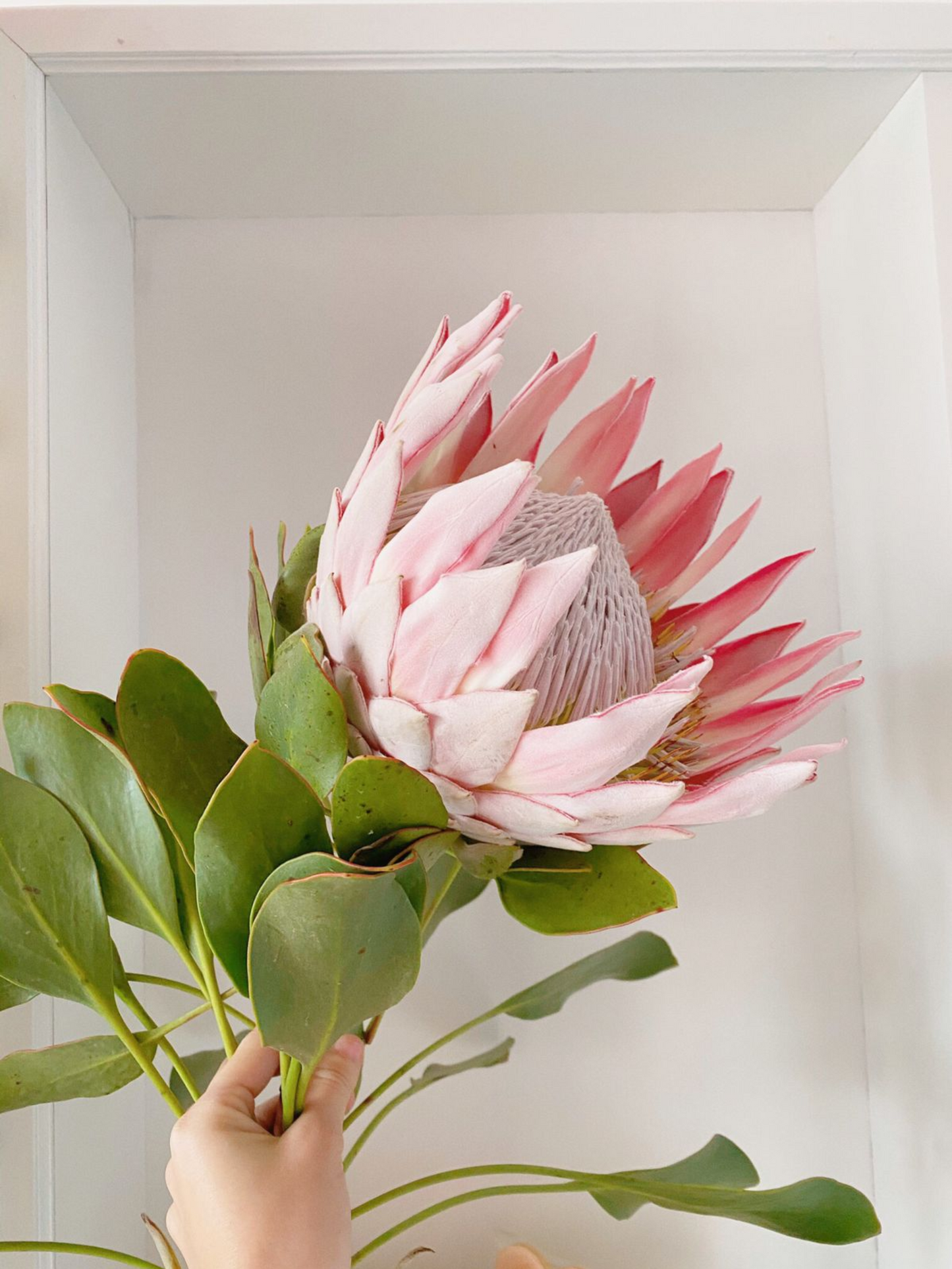 Ramo Protea