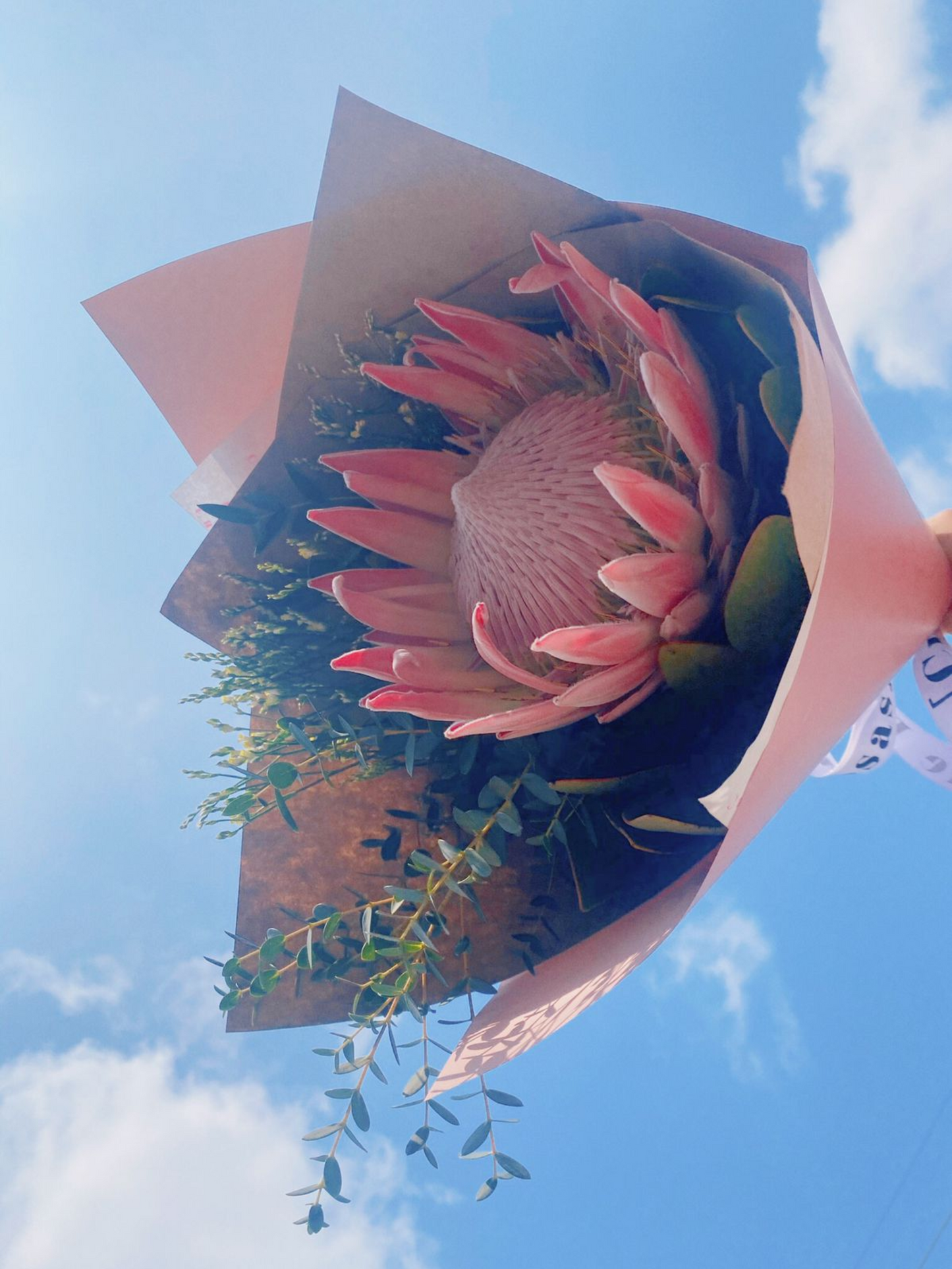Ramo Protea
